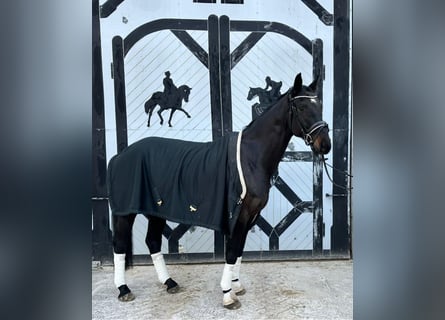 Niemiecki koń sportowy, Wałach, 7 lat, 180 cm, Skarogniada