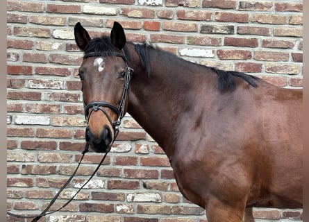 Niemiecki koń sportowy, Wałach, 8 lat, 168 cm, Ciemnogniada