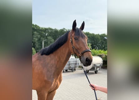 Niemiecki koń sportowy, Wałach, 8 lat, Gniada