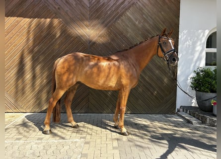 Niemiecki koń sportowy, Wałach, 9 lat, 167 cm, Kasztanowata