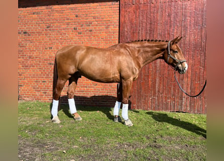 Niemiecki koń sportowy, Wałach, 10 lat, 181 cm, Kasztanowata