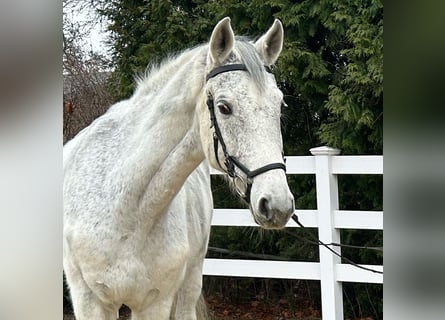 Niemiecki koń sportowy, Wałach, 13 lat, 170 cm, Siwa
