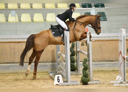 Niemiecki koń sportowy, Wałach, 14 lat, 163 cm, Kasztanowata