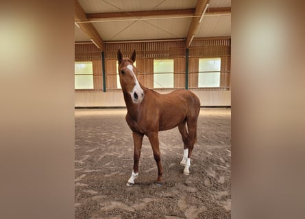 Niemiecki koń sportowy, Wałach, 2 lat, Kasztanowata