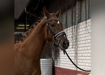 Niemiecki koń sportowy, Wałach, 3 lat, 164 cm, Kasztanowata