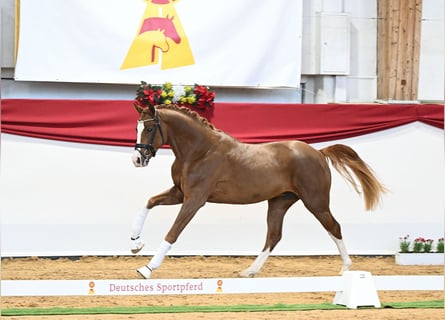 Niemiecki koń sportowy, Wałach, 3 lat, 165 cm, Ciemnokasztanowata