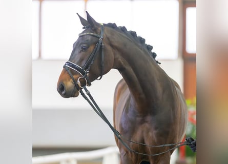 Niemiecki koń sportowy, Wałach, 4 lat, 163 cm, Skarogniada