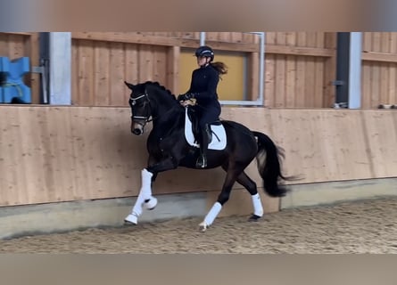 Niemiecki koń sportowy, Wałach, 4 lat, 166 cm, Ciemnogniada