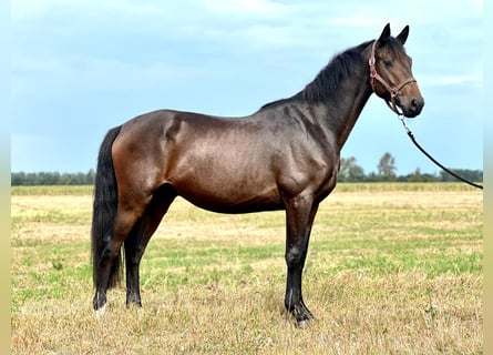 Niemiecki koń sportowy, Wałach, 4 lat, 168 cm, Skarogniada