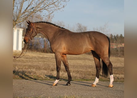 Niemiecki koń sportowy, Wałach, 4 lat, 170 cm, Gniada