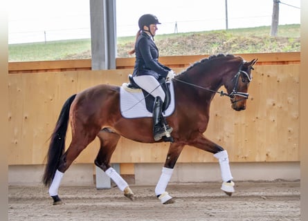 Niemiecki koń sportowy, Wałach, 4 lat, 170 cm, Gniada