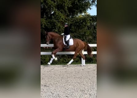 Niemiecki koń sportowy, Wałach, 4 lat, 171 cm, Kasztanowata