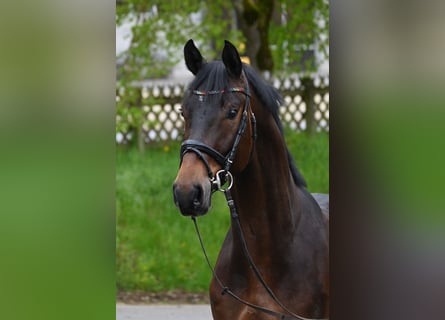 Niemiecki koń sportowy, Wałach, 4 lat, 172 cm, Ciemnogniada