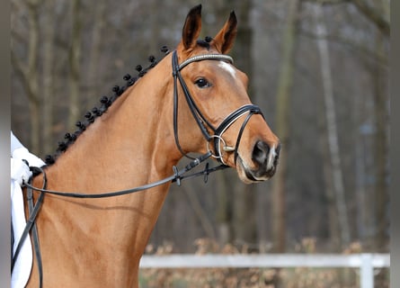 Niemiecki koń sportowy, Wałach, 4 lat, 172 cm, Gniada