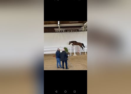 Niemiecki koń sportowy, Wałach, 4 lat, 173 cm, Gniada