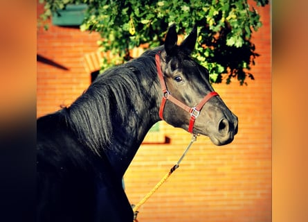 Niemiecki koń sportowy, Wałach, 4 lat, 177 cm, Kara