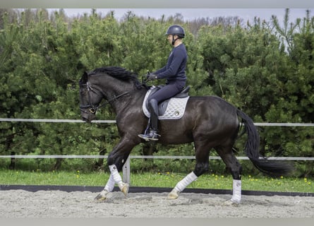 Niemiecki koń sportowy, Wałach, 4 lat, 178 cm, Kara