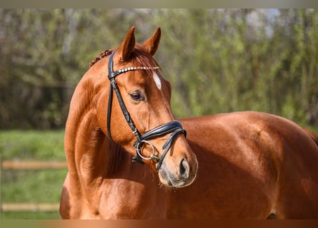 Niemiecki koń sportowy, Wałach, 5 lat, 163 cm, Kasztanowata