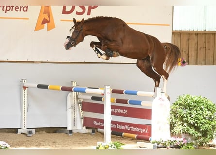 Niemiecki koń sportowy, Wałach, 5 lat, 164 cm, Ciemnokasztanowata