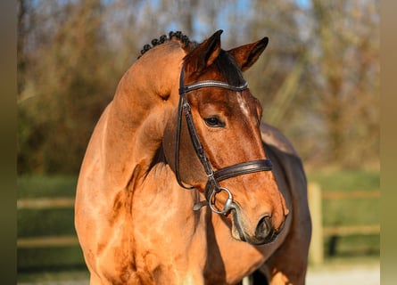 Niemiecki koń sportowy, Wałach, 5 lat, 165 cm, Gniada