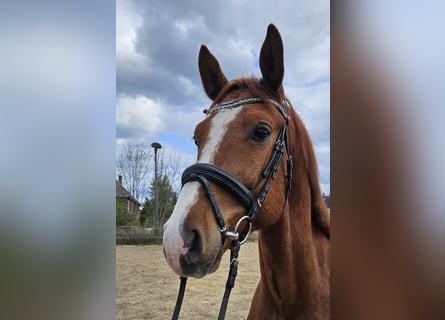 Niemiecki koń sportowy, Wałach, 5 lat, 165 cm, Kasztanowata