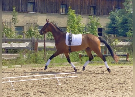 Niemiecki koń sportowy, Wałach, 5 lat, 166 cm, Gniada