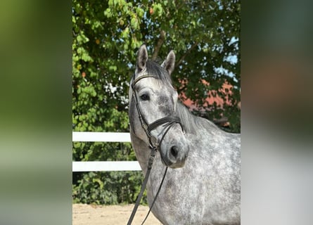Niemiecki koń sportowy, Wałach, 5 lat, 166 cm, Siwa