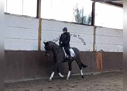 Niemiecki koń sportowy, Wałach, 5 lat, 168 cm, Ciemnogniada