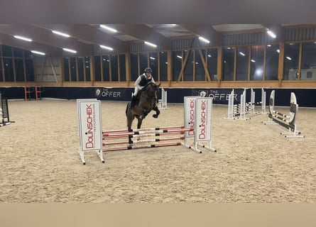 Niemiecki koń sportowy, Wałach, 5 lat, 169 cm, Ciemnogniada
