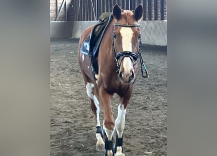 Niemiecki koń sportowy, Wałach, 5 lat, 169 cm, Kasztanowata