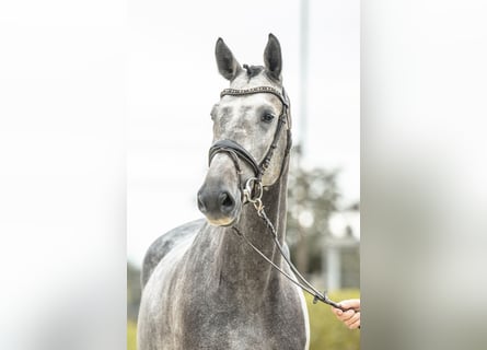 Niemiecki koń sportowy, Wałach, 5 lat, 170 cm, Siwa