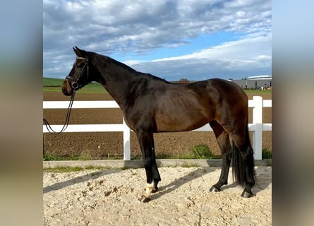Niemiecki koń sportowy, Wałach, 5 lat, 171 cm, Ciemnogniada