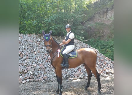 Niemiecki koń sportowy, Wałach, 5 lat, 172 cm, Gniada