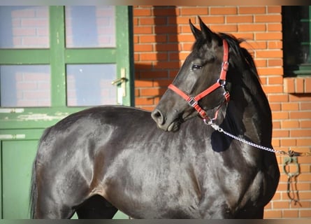 Niemiecki koń sportowy, Wałach, 5 lat, 174 cm, Kara