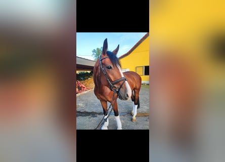 Niemiecki koń sportowy, Wałach, 5 lat, 175 cm, Gniada