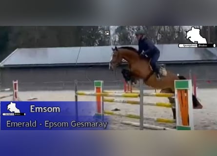 Niemiecki koń sportowy, Wałach, 6 lat, 167 cm, Gniada