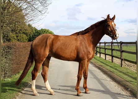 Niemiecki koń sportowy, Wałach, 6 lat, 169 cm, Kasztanowata
