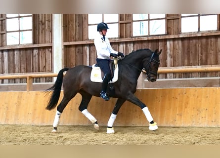Niemiecki koń sportowy, Wałach, 6 lat, 170 cm, Ciemnogniada