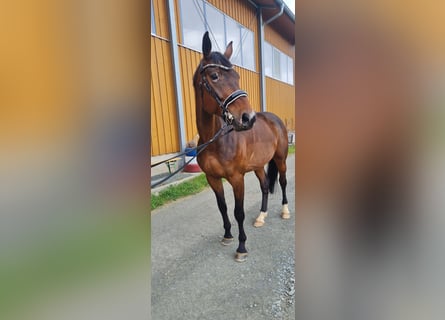 Niemiecki koń sportowy, Wałach, 6 lat, 172 cm, Ciemnogniada