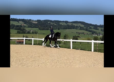 Niemiecki koń sportowy, Wałach, 6 lat, 175 cm, Gniada