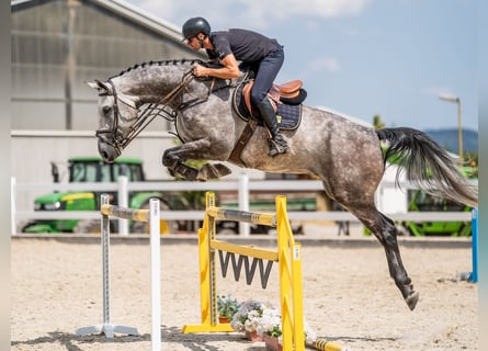 Niemiecki koń sportowy, Wałach, 6 lat, 176 cm, Siwa