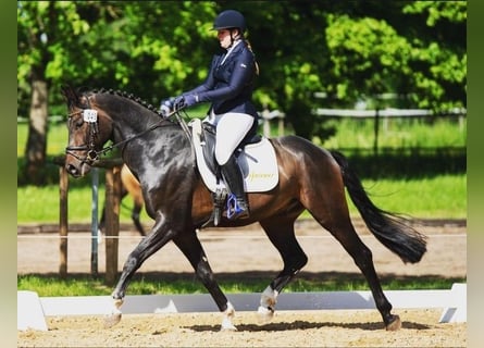 Niemiecki koń sportowy, Wałach, 7 lat, 165 cm, Ciemnogniada