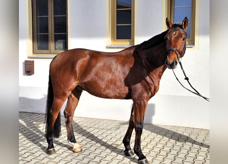 Niemiecki koń sportowy, Wałach, 7 lat, 165 cm, Gniada