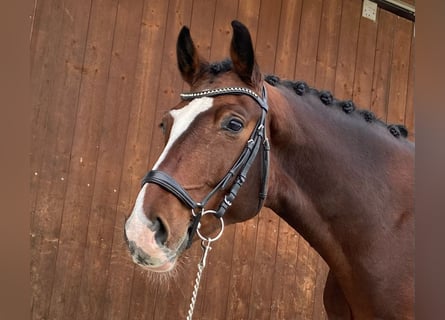 Niemiecki koń sportowy, Wałach, 7 lat, 168 cm, Gniada