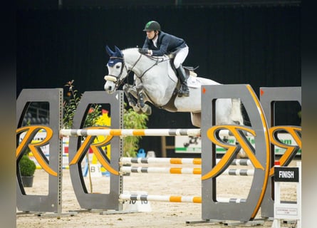 Niemiecki koń sportowy, Wałach, 7 lat, 170 cm, Siwa