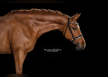 Niemiecki koń sportowy, Wałach, 7 lat, 171 cm, Kasztanowata