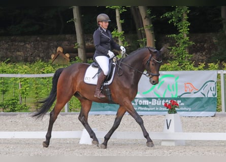 Niemiecki koń sportowy, Wałach, 7 lat, Ciemnogniada