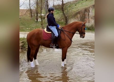 Niemiecki koń sportowy, Wałach, 9 lat, 166 cm, Kasztanowata