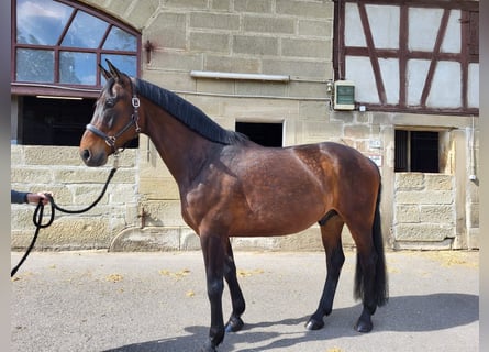 Niemiecki koń sportowy, Wałach, 9 lat, 170 cm, Gniada
