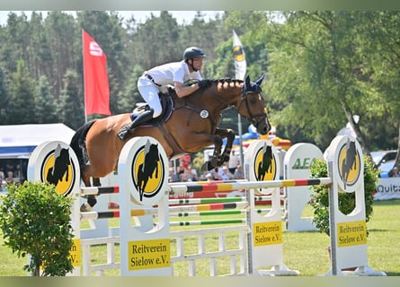 Niemiecki koń sportowy, Wałach, 9 lat, 175 cm, Gniada